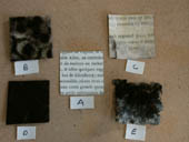 Photo 1 : Photographie numérique de surfaces moisies de différents papiers