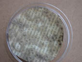 Photo 2 : Papier whatman contaminé et dépoussiéré